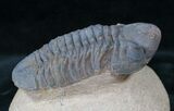 Reedops Trilobite - Morocco #14017-3